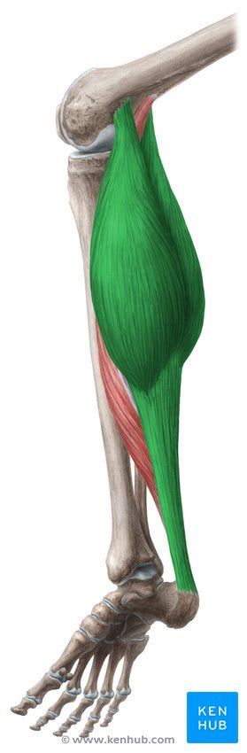 Gastrocnemius Muscle Origin Insertion Functions Kenhub