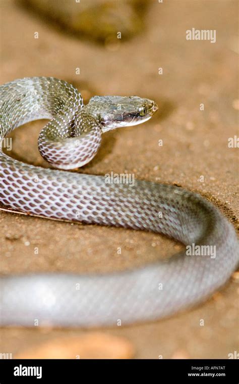 White Lipped Snake Crotaphopeltis Hotamboeia In Tanzania Stock Photo