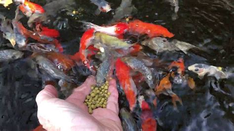 Training Young Koi To Hand Feed Youtube