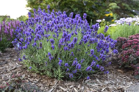 The English Lavender How To Care For The Lavandula Angustifolia Plant