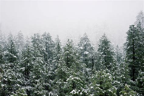 Snowy Pine Trees