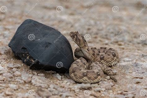 Saharan Horned Viper Snake In The Sand Stock Image Image Of Lethal
