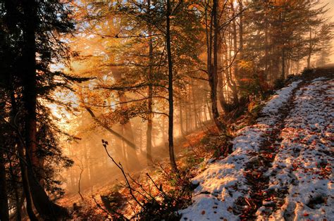 Foggy Autumn Forest 2nd By Burtn On Deviantart