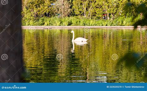 White Swan Swimming On The Pond In The City Park Stock Photo Image Of