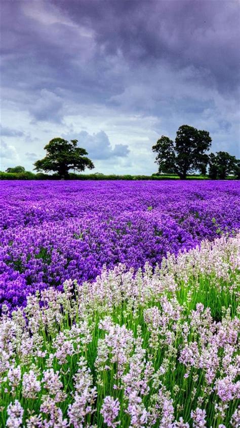Nature Lavender Flower Filed Garden Iphone 8 Wallpapers Free Download