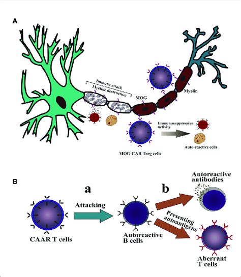 The Mechanism Of Action Of Caar T Cells And Car Treg Cells Against