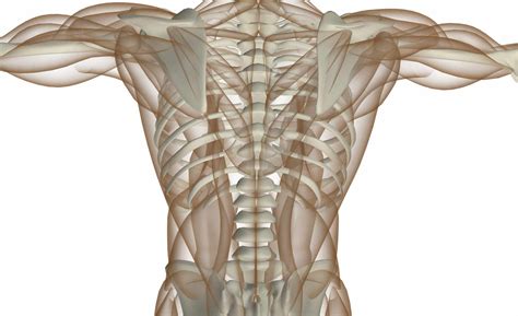 Muscles Of The Back