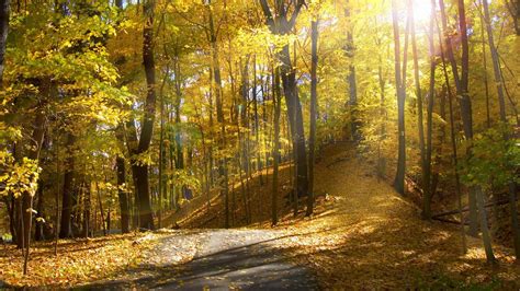 Sunlight Autumn Trees Sunrise Leaves Leaf Road Roads Path Trail