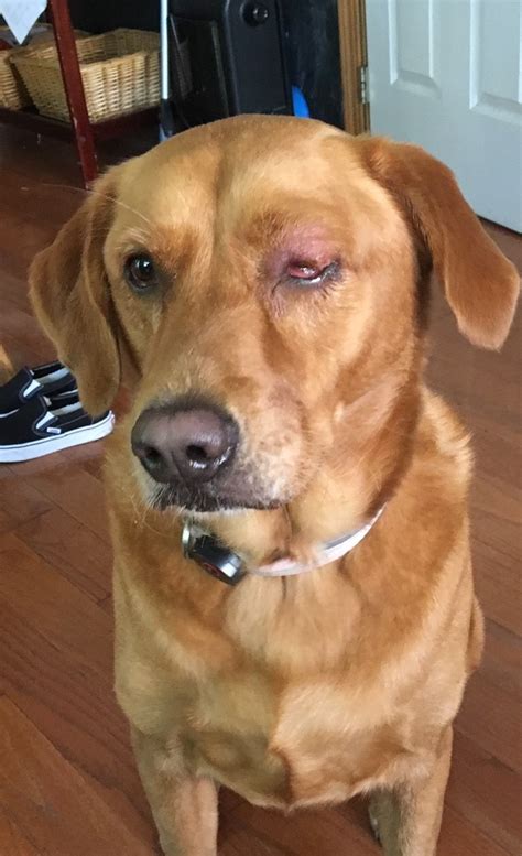 My Labradors Eye Is Swollen And Red And Looks Infected Not Her Actual