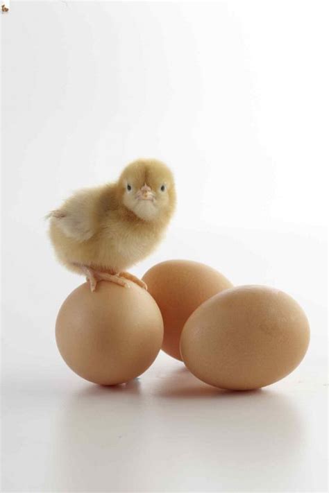 Prevent Chick Pasting Successful Farming