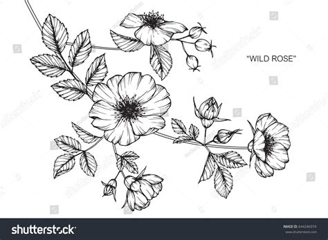 Wild Rose Flowers Drawing And Sketch With Line Art On White Backgrounds