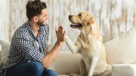 Las personas que hablan con sus perros no son lunáticos son científicamente más inteligentes