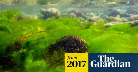 Worlds Deepest Lake Crippled By Putrid Algae Poaching And Pollution