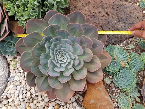 This Is Currently The Largest Echeveria Imbricata In My Garden 39cm15