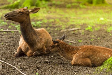 Baby Deer And Its Mother Stock Image Image Of Animals 81316943