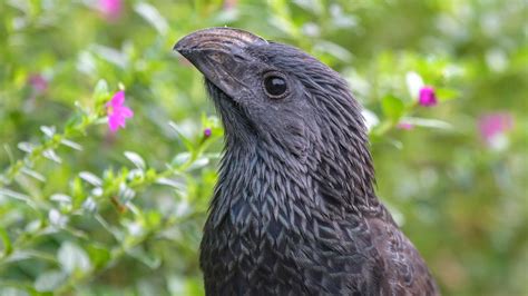 Groove Billed Ani Audubon Field Guide