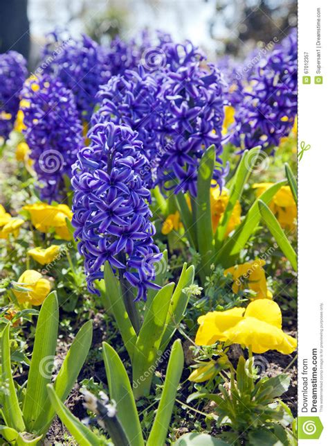 Blue Hyacinths Stock Image Image Of Bulb Plants Hyacinth 67012357