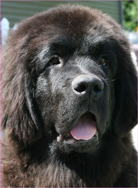 About horner newfoundland puppies | newfoundland breeder. Opening Heaven's Doors_Newfoundland Puppies For Sale in PA ...