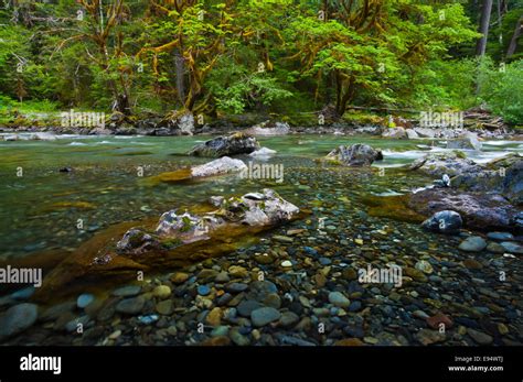 North Fork Skokomish River Staircase Area Olympic National Park