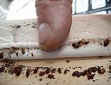 Heat Treatment For Bed Bugs Electronics Photos