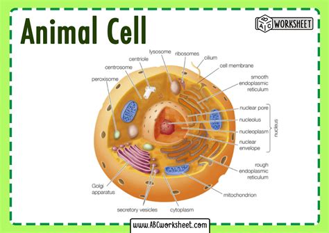 Learn the similarities and differences in the anatomy of animal, plant, fungal, and bacterial cell types by exploring our cell viewer. Animal Cell Parts and Structure