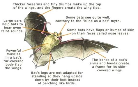 Infographic Bat Facts Bat Bat Facts Adventure