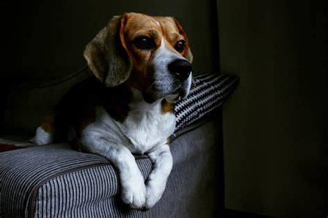 18 Undeniable Truths Only Beagle Pup Parents Understand Pettime