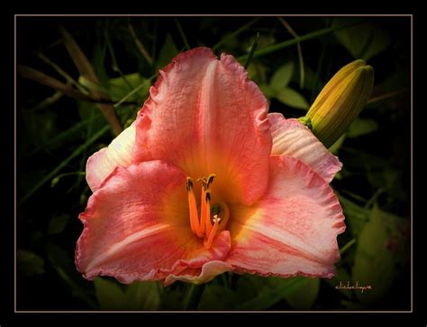 Salmon Colored Day Lily Day Lilies Salmon Color Lily