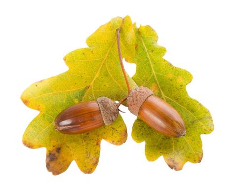 Acorns With Oak Leaves Stock Photo Image Of Leaf Color 11588034