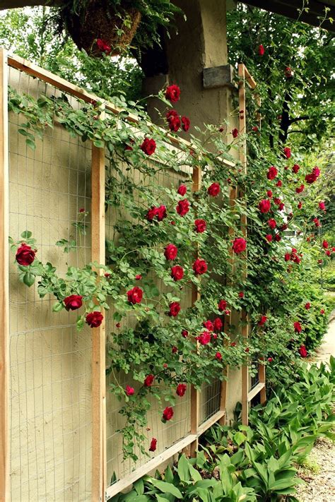 How To Make A Custom Rose Trellis Trellis Plants Diy