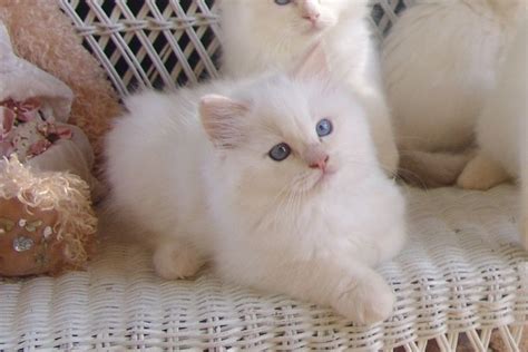 Available Kittens Ragdoll Cat Kittens Ragdoll Kitten