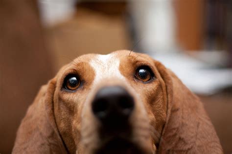 English Coonhound Dog Face Photo English Coonhound Coonhound Red