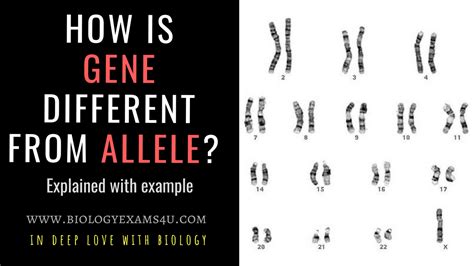 Difference Between Gene And Allele Gene Vs Allele With Examples