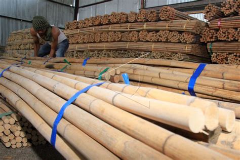 Rotan Mentah Menumpuk Antara Foto