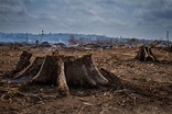 Deforestation on the banks of the Xingu River, Amazon - Brazil ...