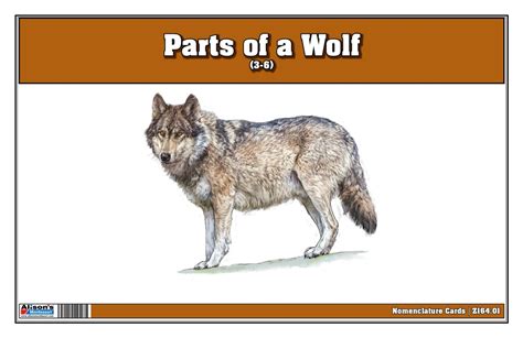 Parts Of A Wolf 3 6