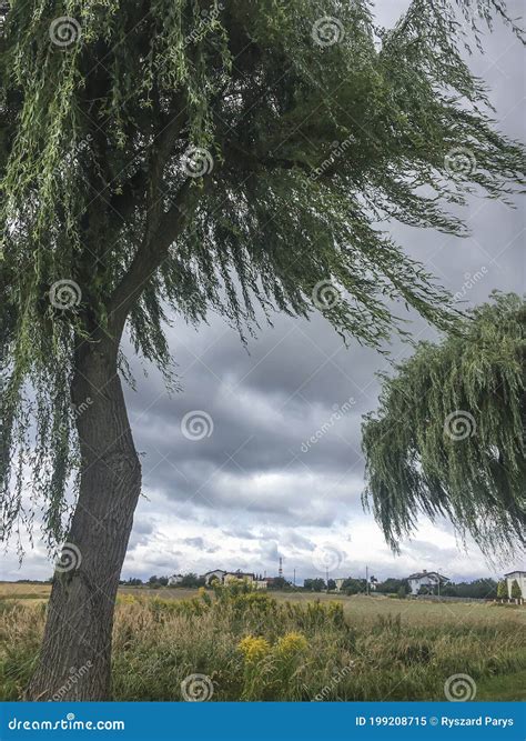 Weeping Willows By The Roads Typical Of The Polish Countryside Stock