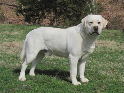 Check out our upcoming litters by clicking link below. English Champion bloodline, AKC Labrador Retriever puppies ...