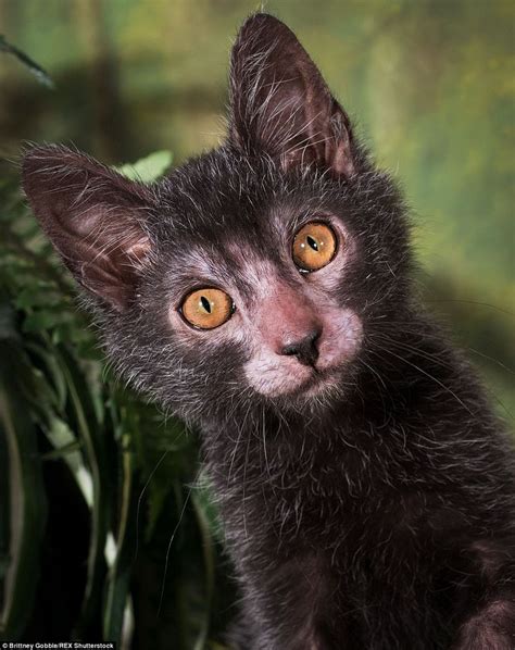 Werewolf Cats Are The Most Popular Pet This Halloween Bizarre And