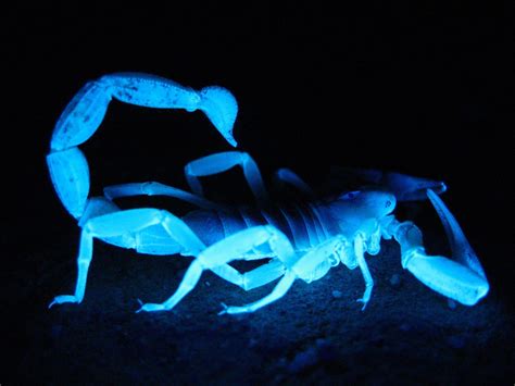 Scorpion Images Wallpapers Wallpaper Cave