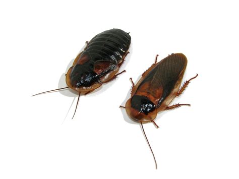 Roach Png Transparent Image Png Arts