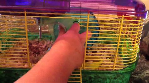 How To Take Care Of A Hamster Change Comin