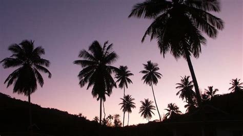 Background pink aesthetic wallpaper laptop. pinterest-wallpaper-tall-palm-trees-appearing-black-at ...