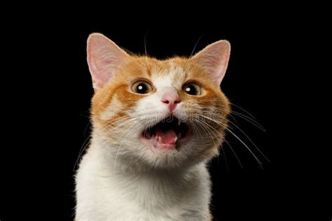 Closeup Surprised Ginger Cat With Opened Mouth On Black Stock Image