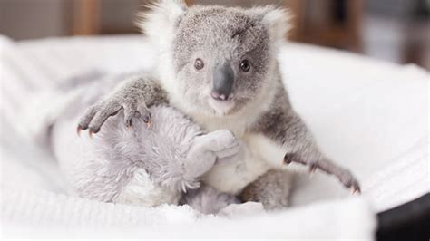Meet Imogen The Adorable Baby Koala