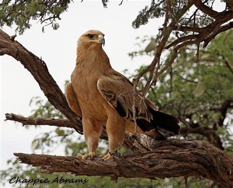 Tawny Eaglekgalagadisouth Africa Beautiful Birds Backyard Birds