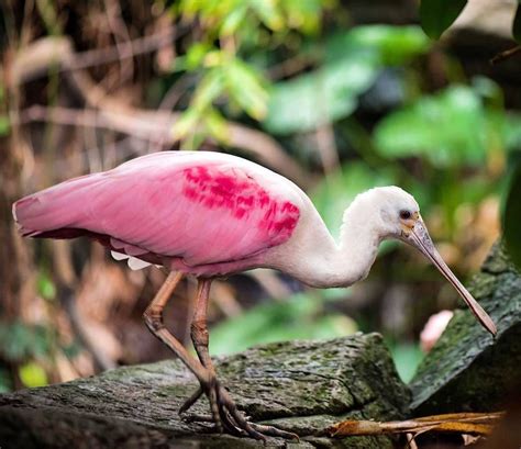 10 Beautiful Pink Colored Birds Animals Beautiful Beautiful Pink Birds