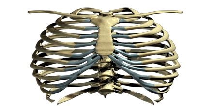 They articulate with the vertebral column posteriorly, and terminate anteriorly as cartilage (known as costal cartilage). Rib Cage - Assignment Point