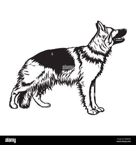 Black And White German Shepherd Dog Vector Sketch Silhouette Of Fluffy