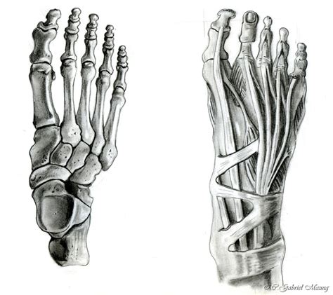 Anatomical Feet By Psybernaut On Deviantart